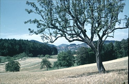Fotografie, Lampenberg, Obetsmatt
