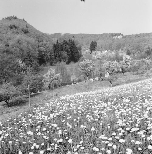 Fotografie, Frenkendorf, Röseren, Kleinflühli
