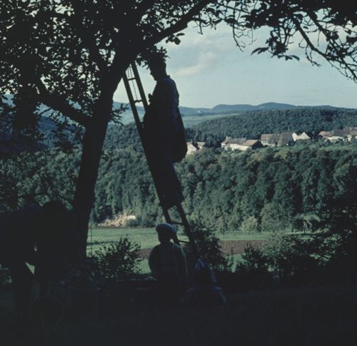 Fotografie, Ramlinsburg, Apfelernte