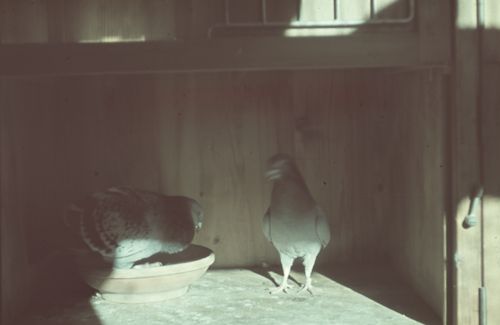 Fotografie, Brieftauben, Treiben zum Nest, Iragna