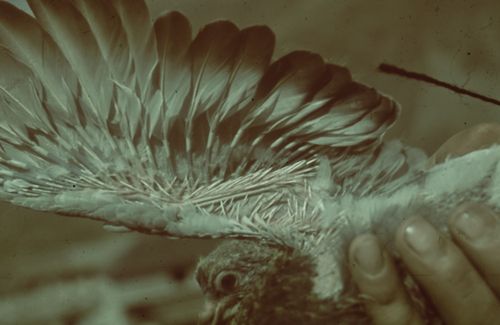 Fotografie, Brieftauben, Jungtaubenflügel, Federsprosse