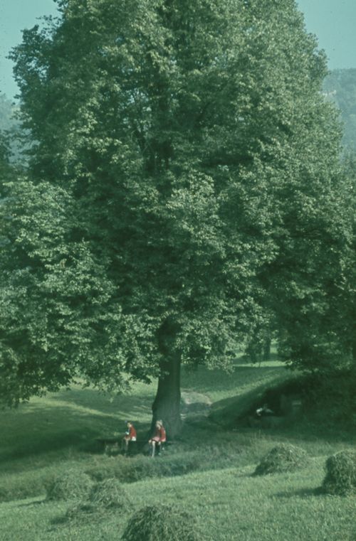 Fotografie, Liestal, Chüngelbrunnen, Linde mit Bänklein