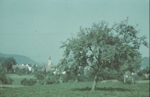 Fotografie, Sissach, Apfelbaum