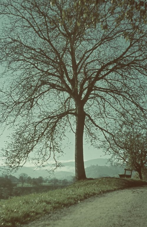 Fotografie, Liestal, Nussbaum beim Steinenbrückli