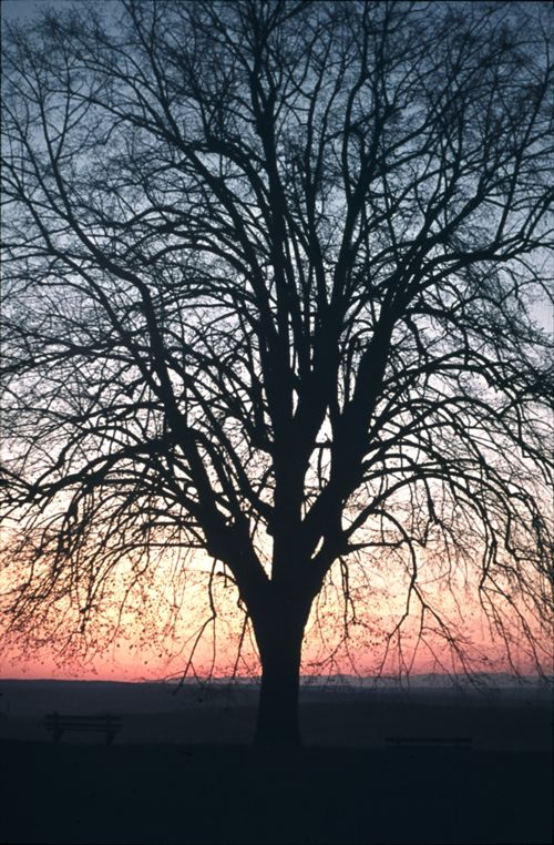 Fotografie, Dornach, Schloss Dorneck, Linde, Abendstimmung