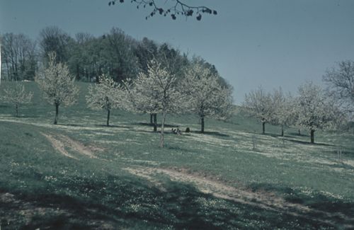 Fotografie, Beim Farnsburghof, untere Weid, Kopfhölzli, blühende Bäume