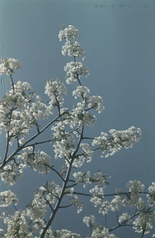 Fotografie, Farnsburg, Kirschenblüten
