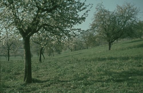 Fotografie, Baumgarten im Bluest