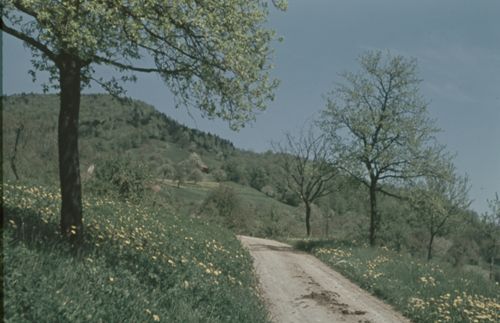 Fotografie, Gelterkinden, mittlerer Homberg, Weg zur Farnsburg