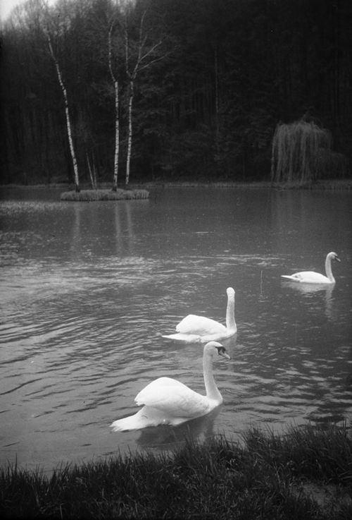 Fotografie, Liestal, Orisweiher