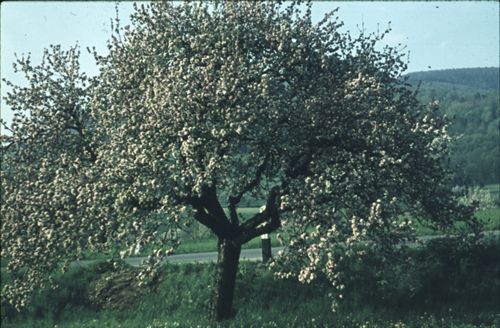 Fotografie, Sissach, blühender Baum