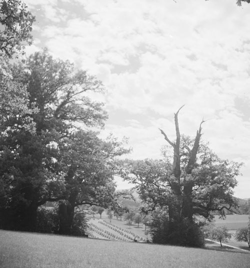 Fotografie, Bubendorf, Wildenstein, Eichen