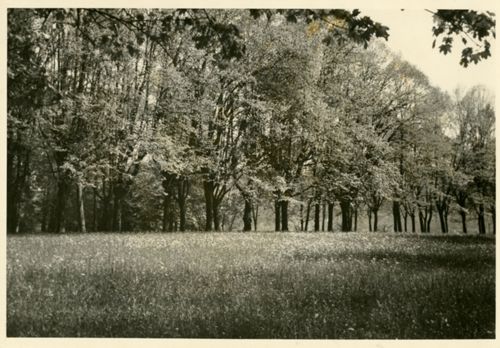 Fotografie, Sissach, Schloss Ebenrain, Allee