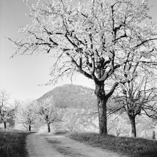 Fotografie, Frenkendorf, Schauenburgerfluh, Madlenfeld