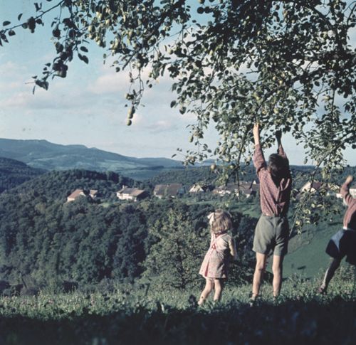 Fotografie, Ramlinsburg, Apfelernte