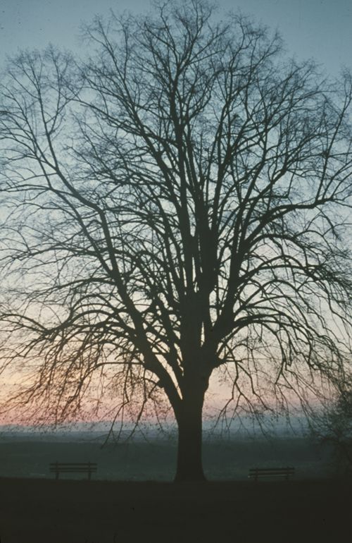 Fotografie, Dornach, Abendstimmung bei Schloss Dorneck, Linde, Birstal, Vogesen