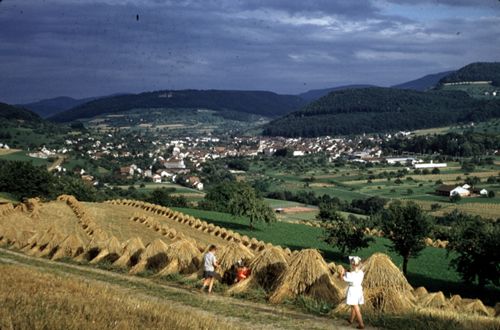 Fotografie, Sissach, Limberg, Landschaft mit Getreidefeldern