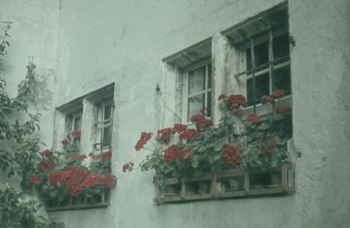 Fotografie, Fenster mit Blumen