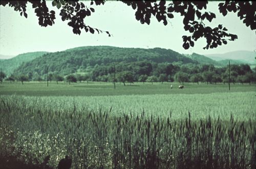 Fotografie, Bad Bubendorf, Kornfeld