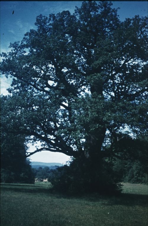 Fotografie, Bubendorf, alte Eiche auf Wildenstein