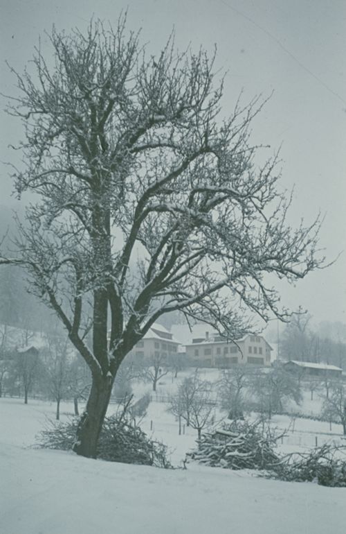 Fotografie, Farnsburghof, Baum im Winter