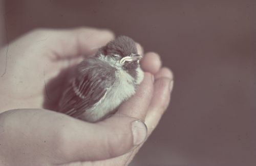 Fotografie, Liestal, Gstadeckschulhaus, Jungvogel