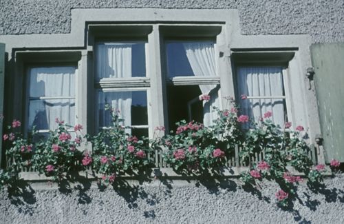 Fotografie, Liestal, Blumenfenster