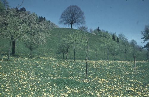 Fotografie, Gelterkinden, Ober-Homberg