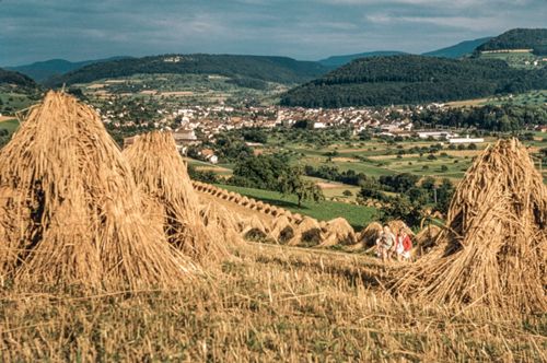 Fotografie, Sissach, Limberg, Landschaft mit Getreidefeldern
