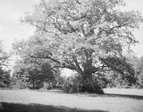 Fotografie, Bubendorf, Wildenstein, Eiche