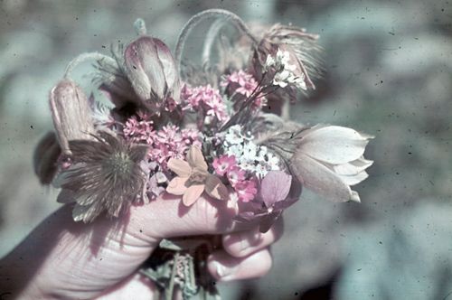 Fotografie, Blumenstrauss