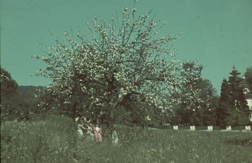 Fotografie, Liestal, Kinder unter Baumblüte