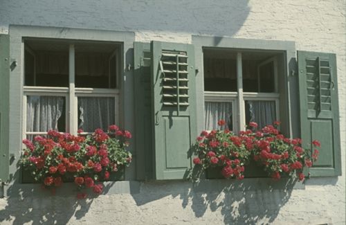 Fotografie, Blumen am Fenster