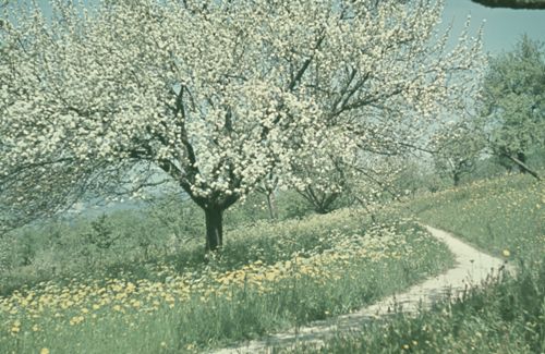 Fotografie, Apfelblüten bei Füllinsdorf