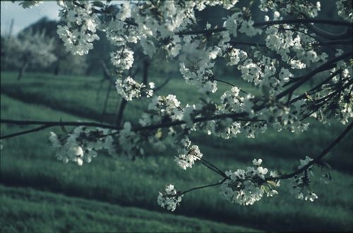 Fotografie, Pratteln, Kirschenblüten