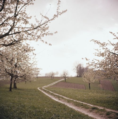 Fotografie, Birstal, Chirsibluest