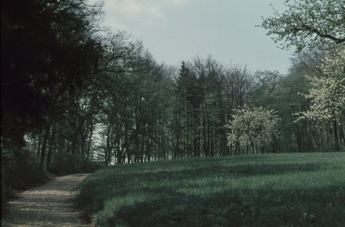 Fotografie, Weg am Waldrand