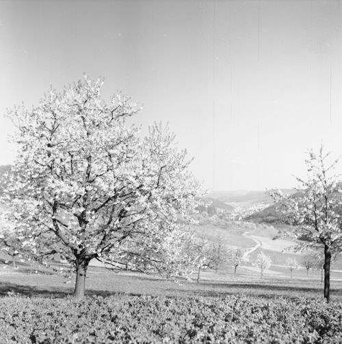 Fotografie, Liestal, Röserental